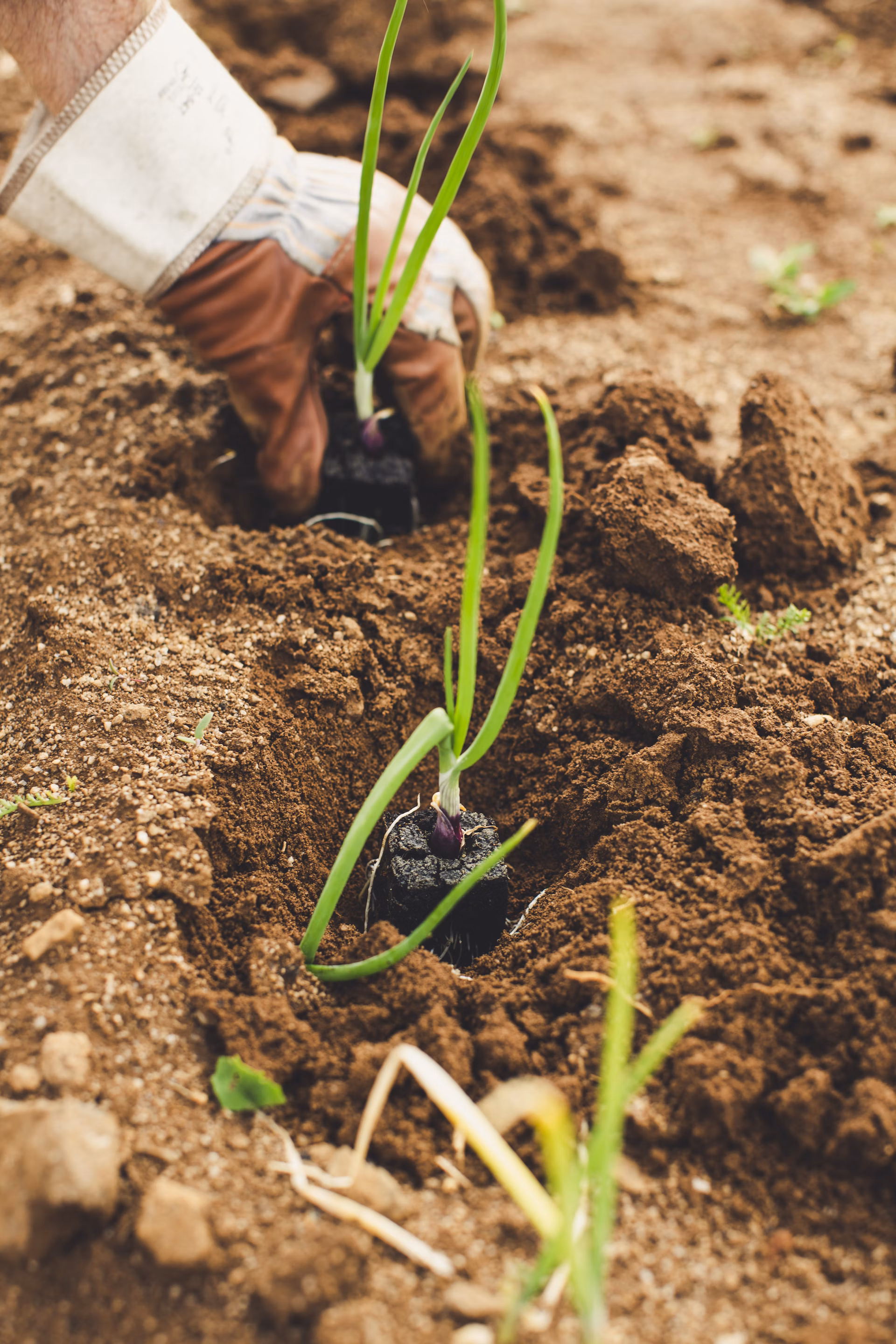 Agricultor plantando en el campo